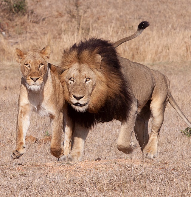 kruger-national-park_africa_lions_southafrica