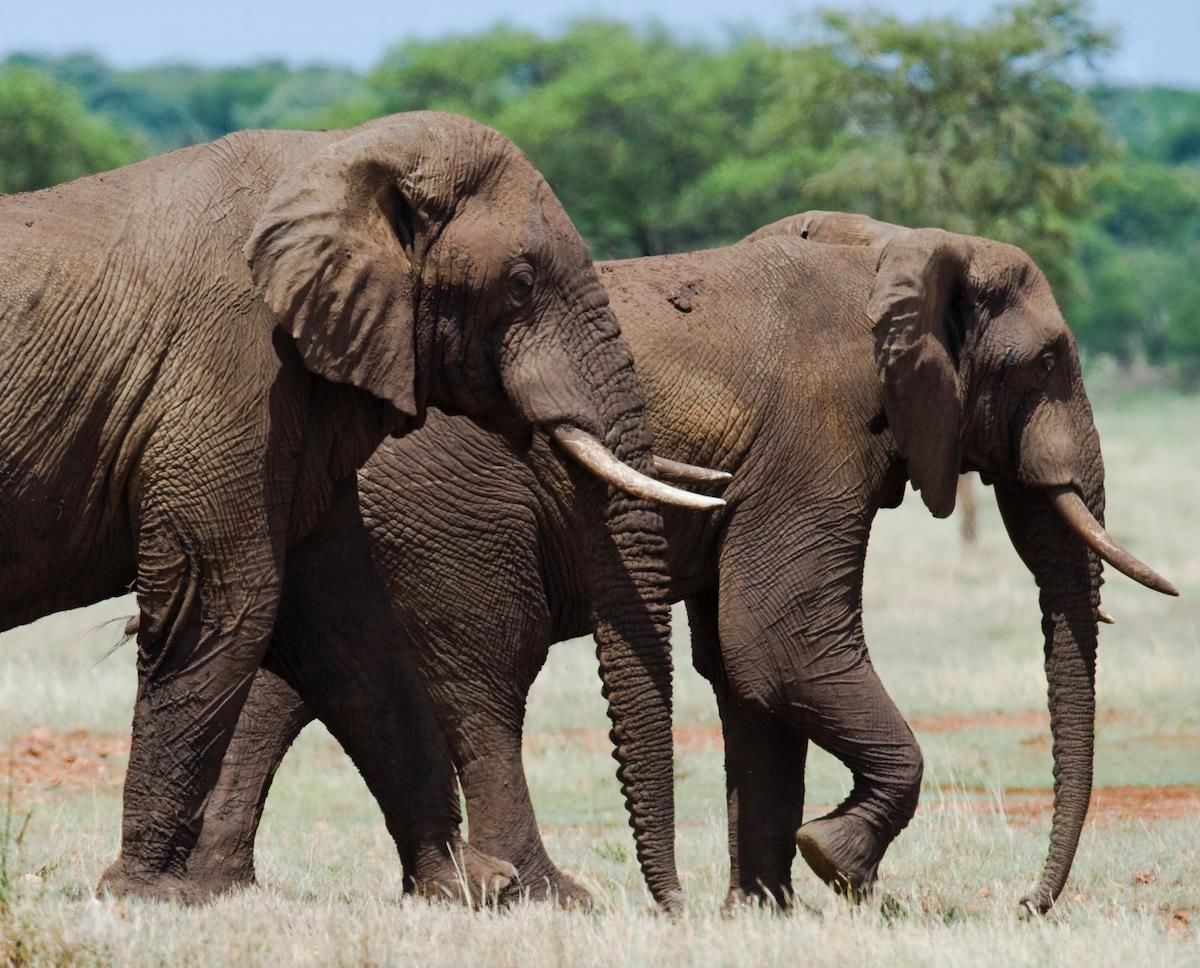 travel-africa-elephant