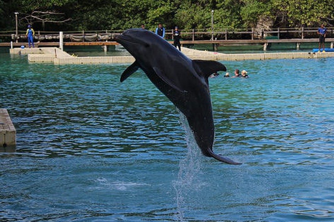 jamaica-dolphins-e1628901639984