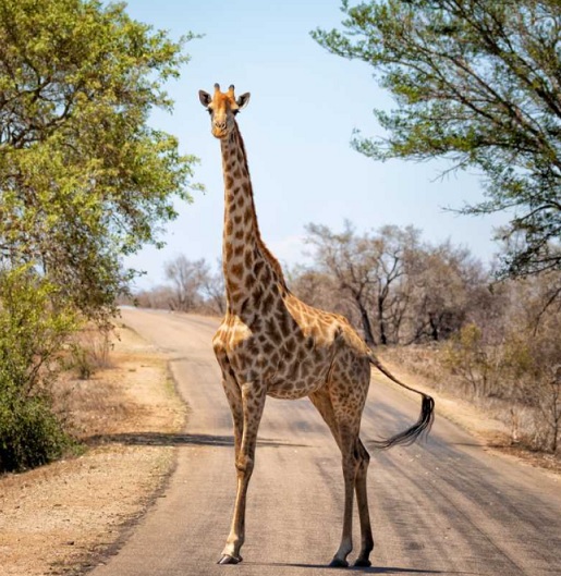 south_africa_kruger-giraffe